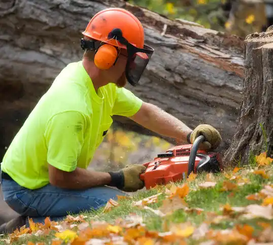 tree services Holland